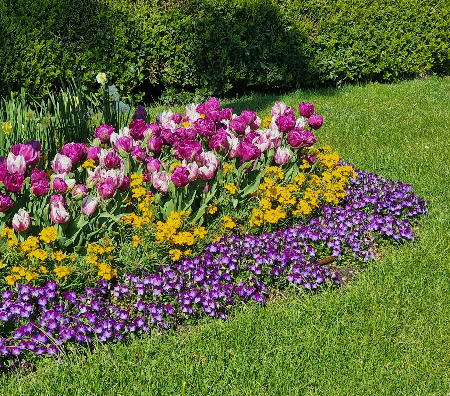 A vibrant flowerbed showcasing multicolored tulips, violets, and lush greenery in spring. - spring lethargy treatment