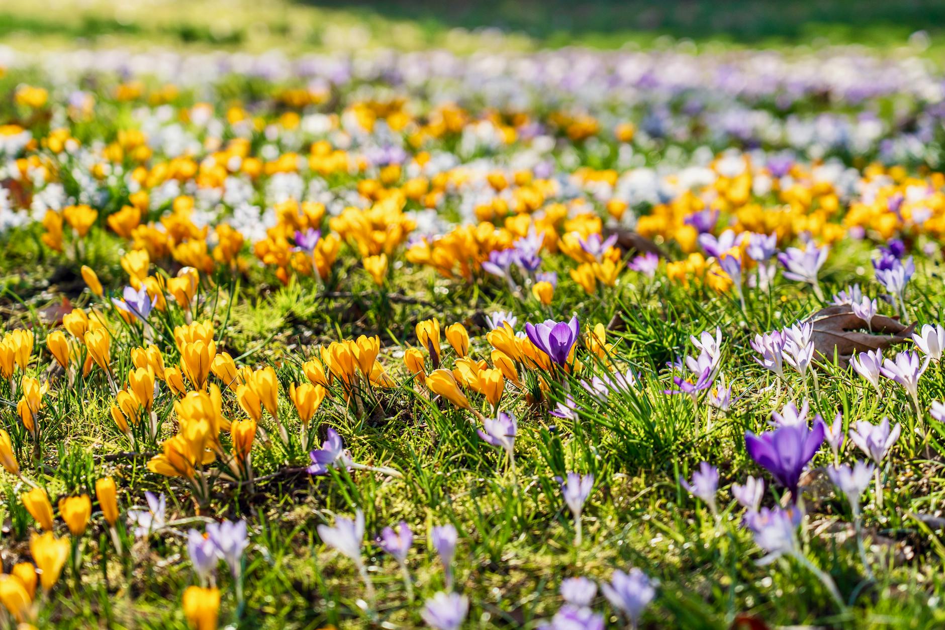 A colorful field of purple and yellow crocuses in full bloom during spring, shot outdoors. - spring seasonal depression