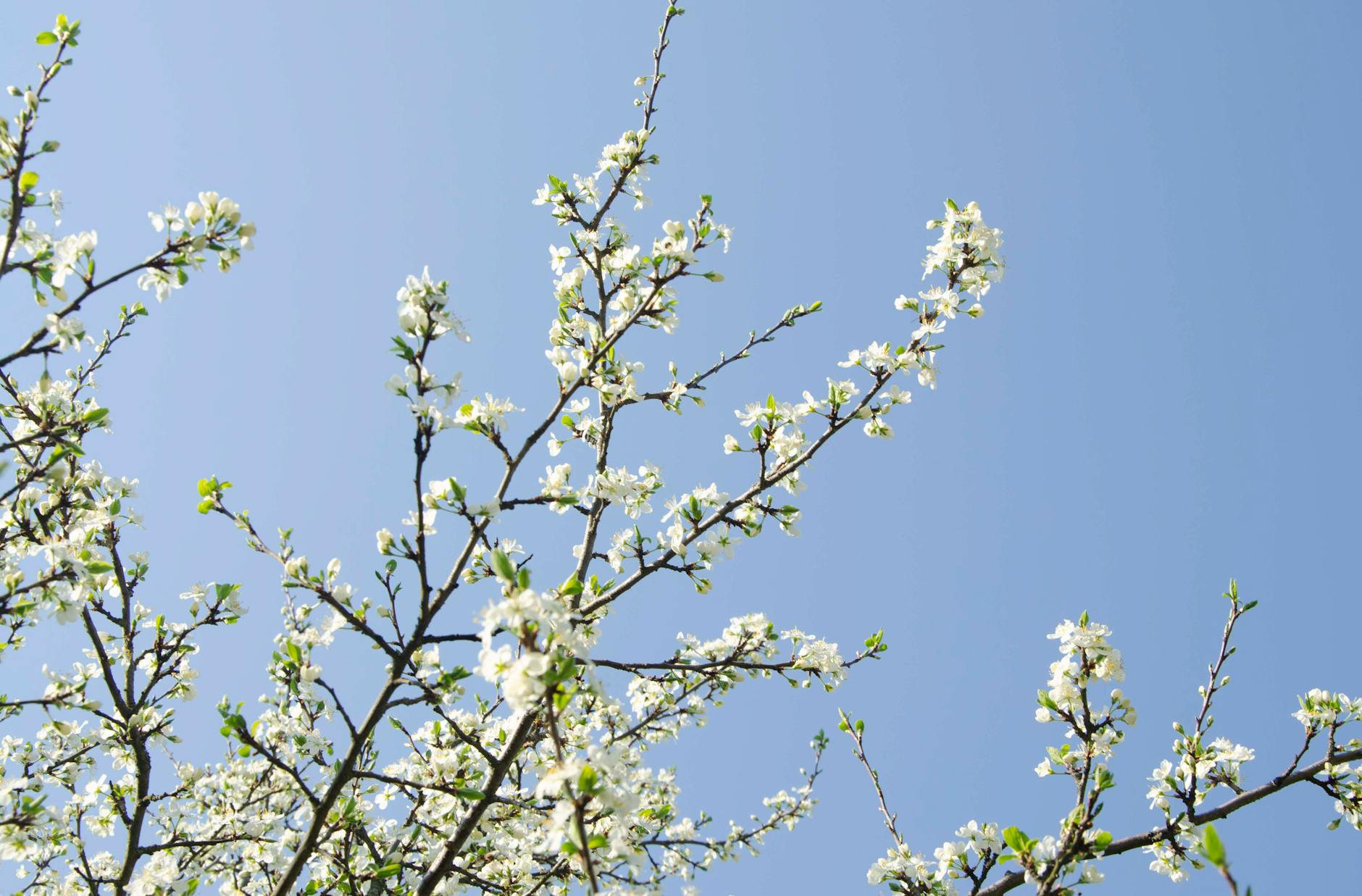 Stunning cherry blossoms in full bloom against a clear blue sky, capturing spring's essence. - spring seasonal depression