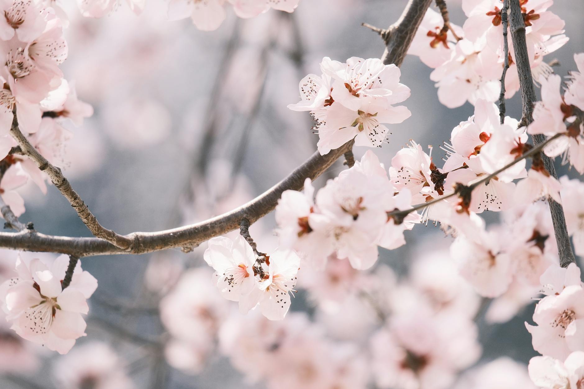 Delicate pink cherry blossoms in full bloom on a sunny spring day. - spring seasonal depression