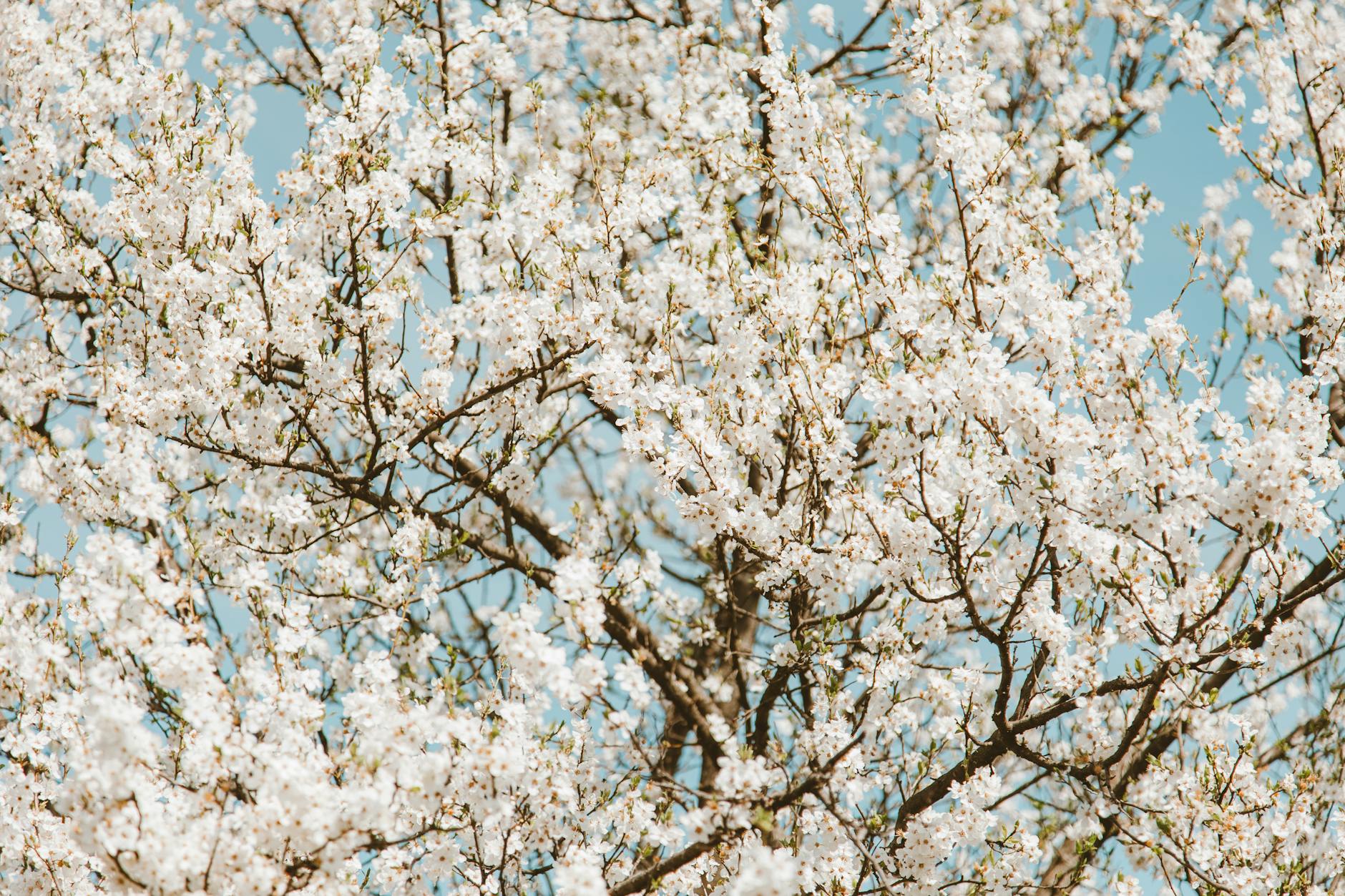 Vibrant white cherry blossoms in full bloom against a clear blue sky, embodying the essence of spring. - spring seasonal depression