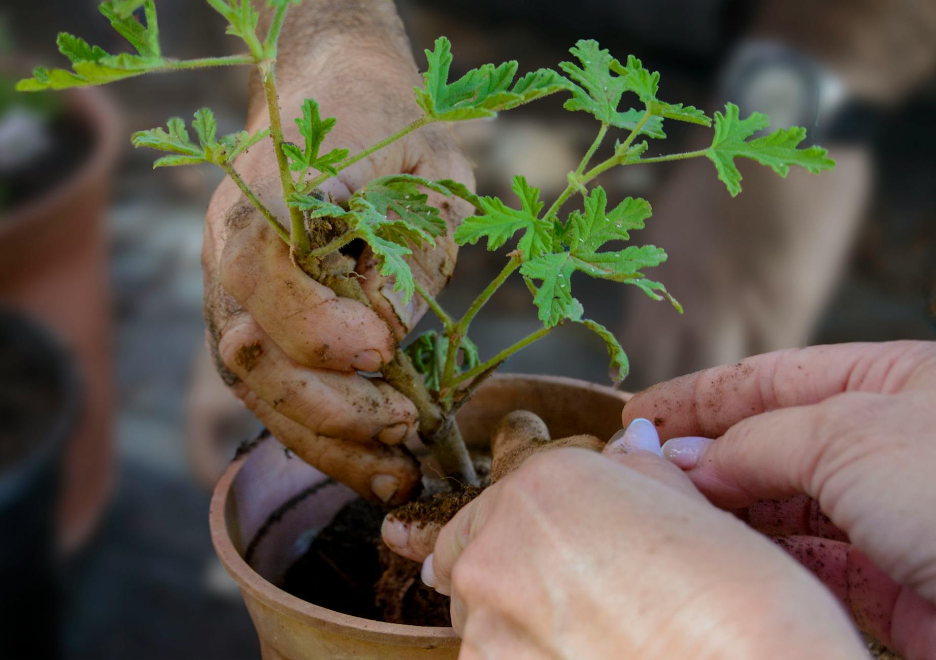 Close-up of hands planting a green seedling in a terracotta pot, illustrating gardening care. - therapeutic gardening
