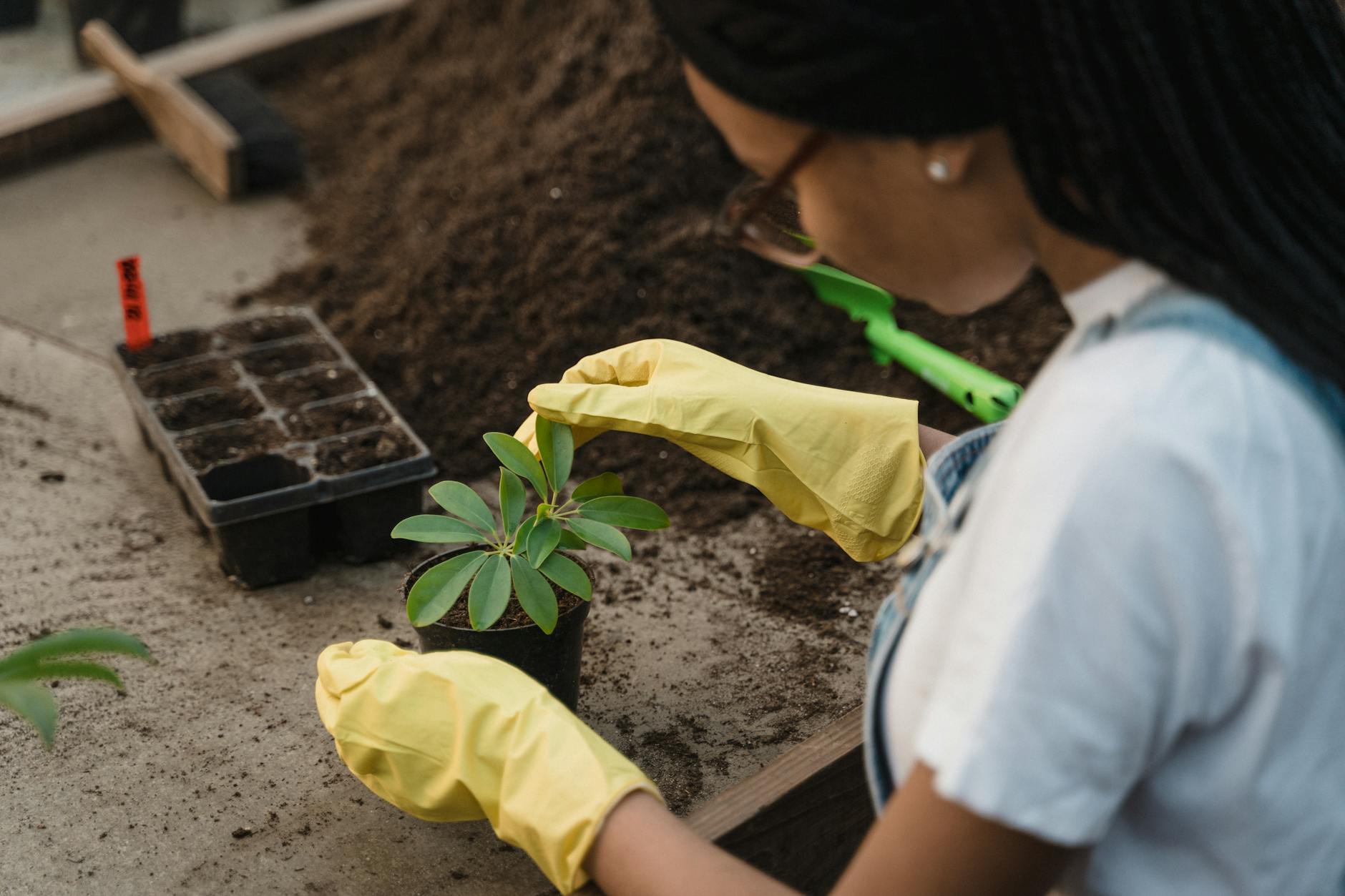 Black woman gardening indoors, tending to plants with yellow gloves, showcasing horticultural care. - therapeutic gardening