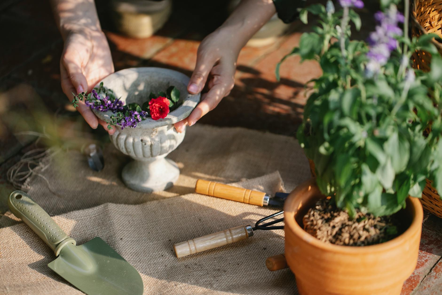 From above of crop anonymous gardener with instruments placed near salvia and rose in pot working in greenhouse - therapeutic gardening