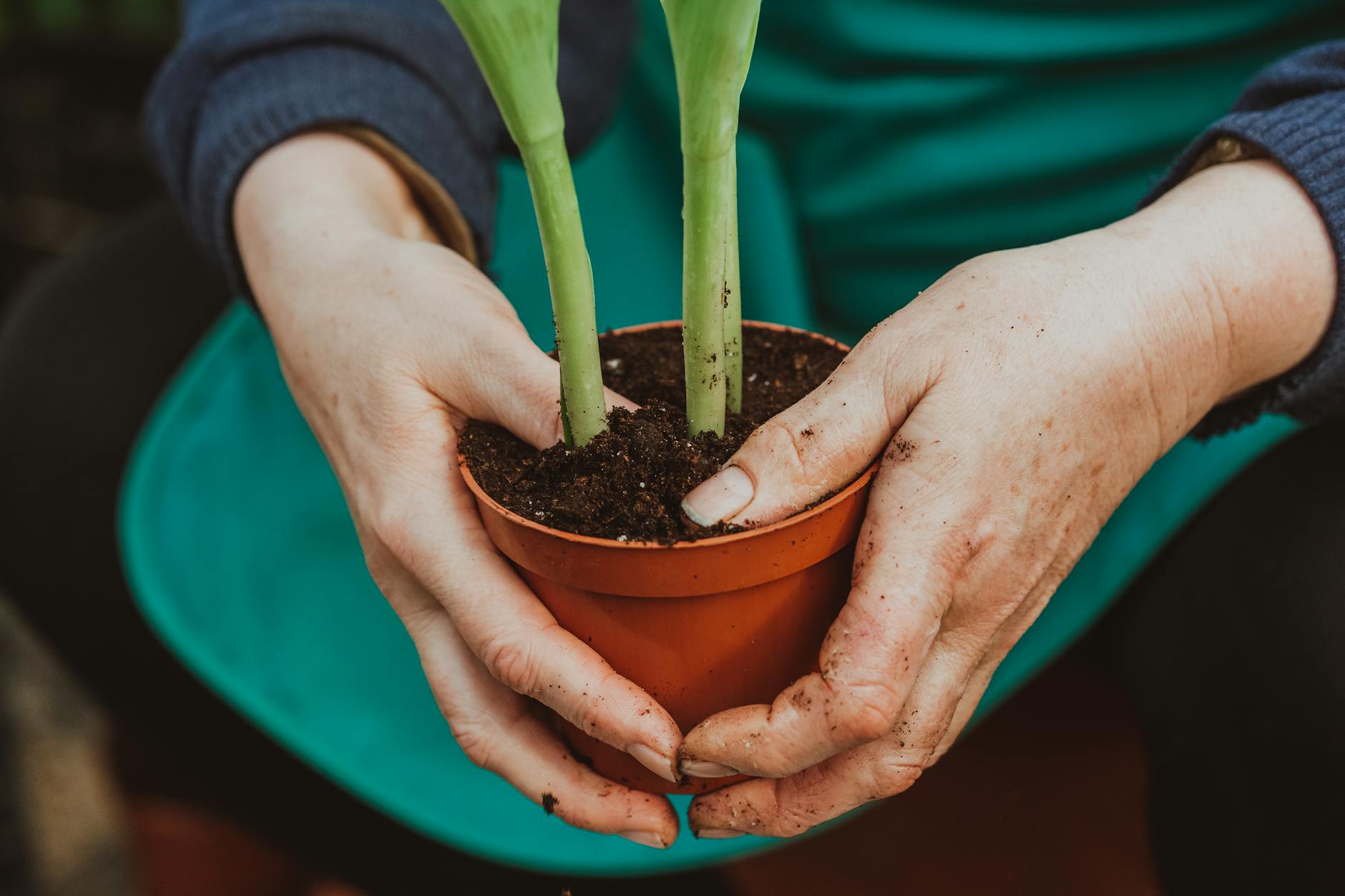 Crop anonymous horticulturist wearing uniform planting flower with green stems into flowerpot with soil in hands while working in greenhouse - therapeutic gardening