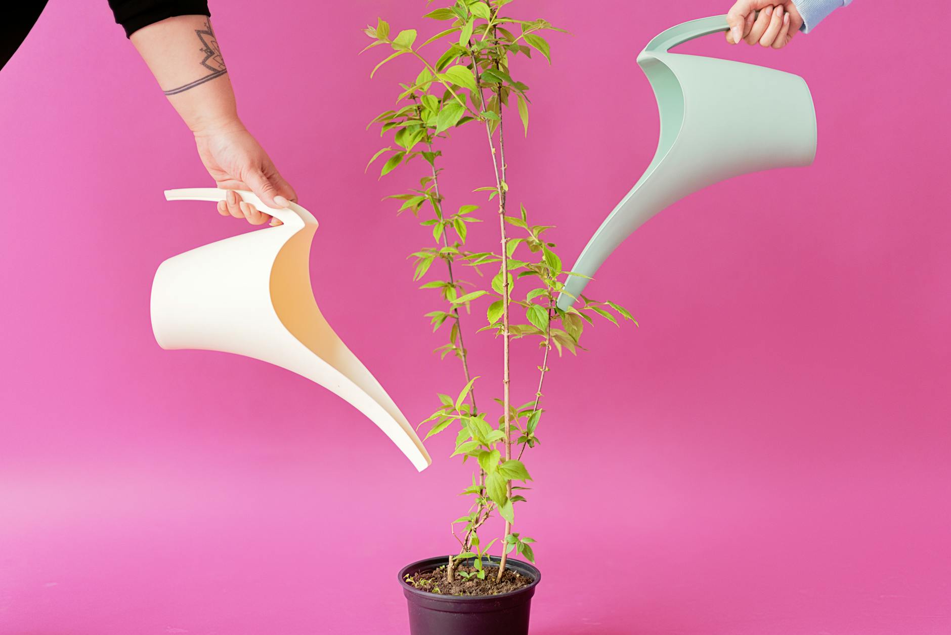 Two people using stylish watering cans to nurture a potted plant against a vibrant pink background. - therapy tools growth