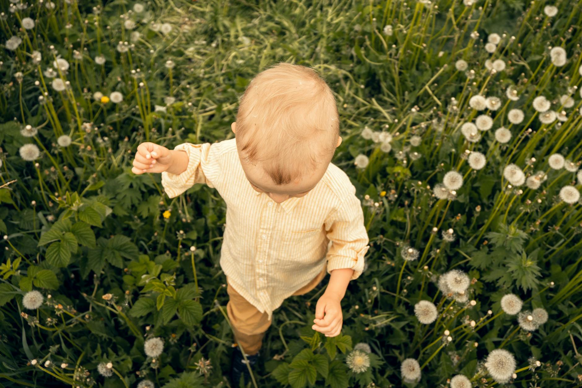 A young child in a striped shirt walks through a spring meadow full of dandelions, captured from above. - toddler growth spurts