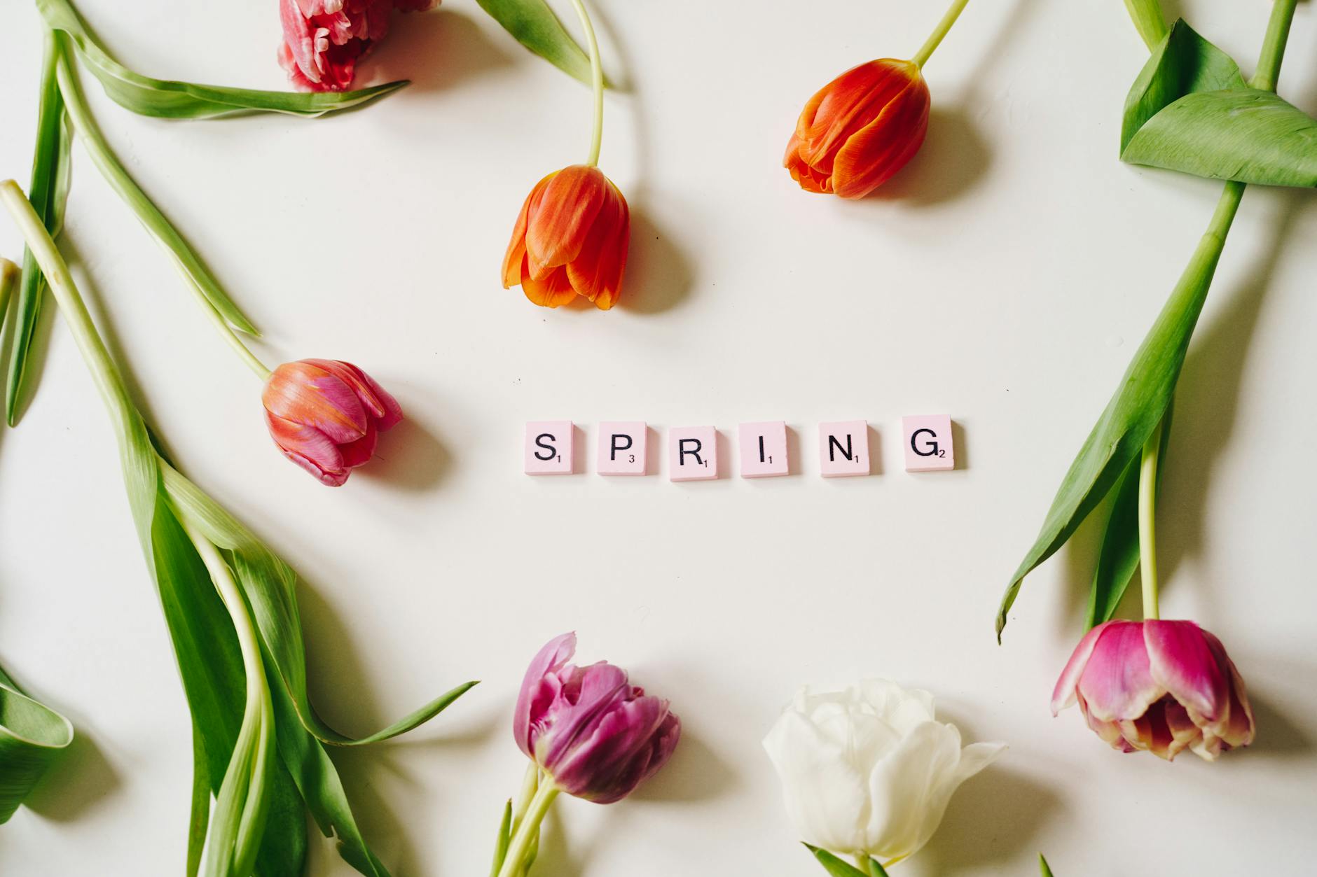 Flat lay of colorful tulips framing 'SPRING' spelled with Scrabble tiles on a white background. - budget spring dates
