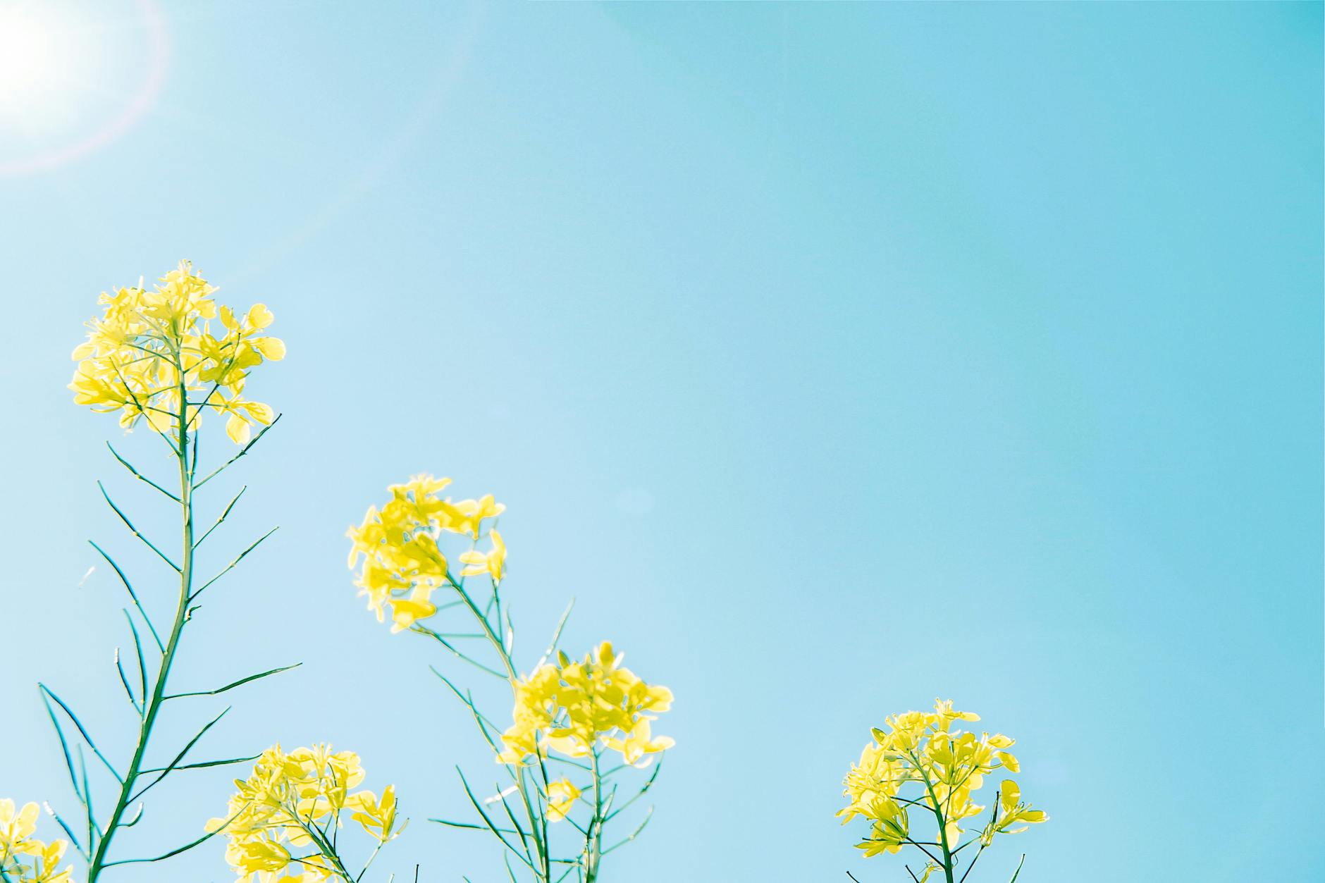 Beautiful low angle close-up of yellow rapeseed flowers set against a bright blue sky. - cbt for spring blues