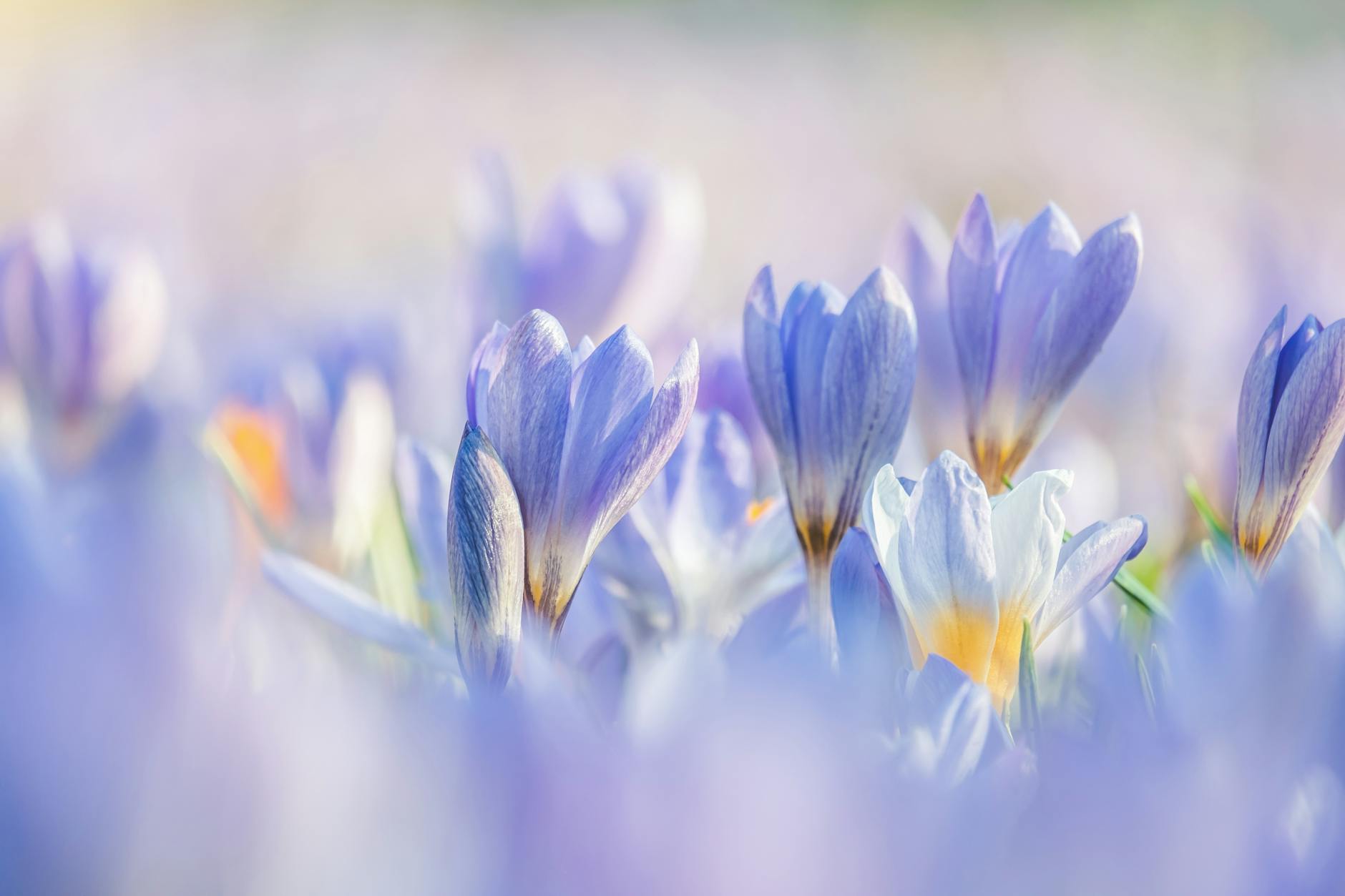 Close-up of purple crocuses blossoming in a spring meadow, radiating vibrant pastel hues and natural beauty. - cbt for spring blues