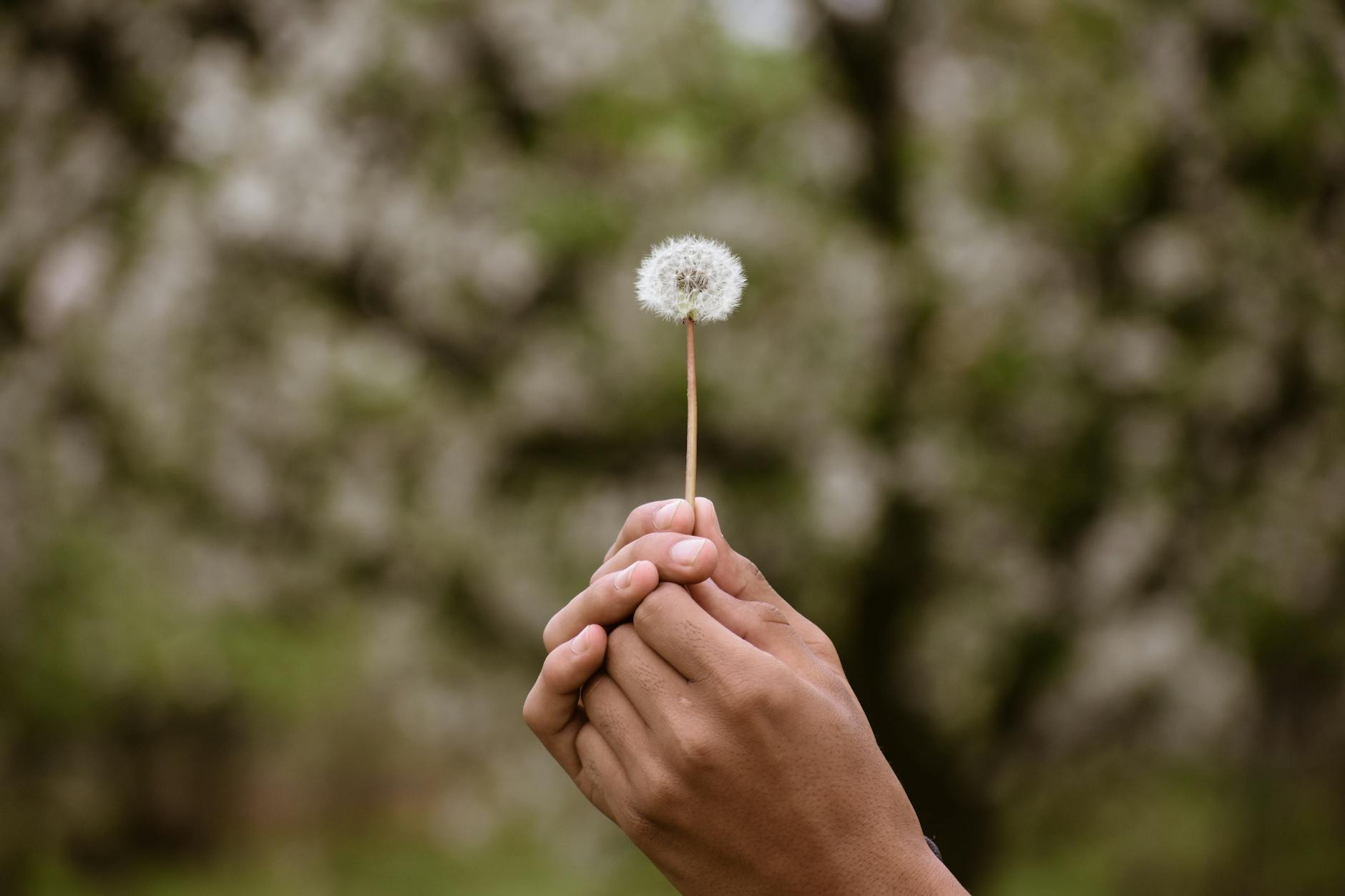 Close-up of hands holding a dandelion outdoors, symbolizing hope and nature. - dbt skills spring