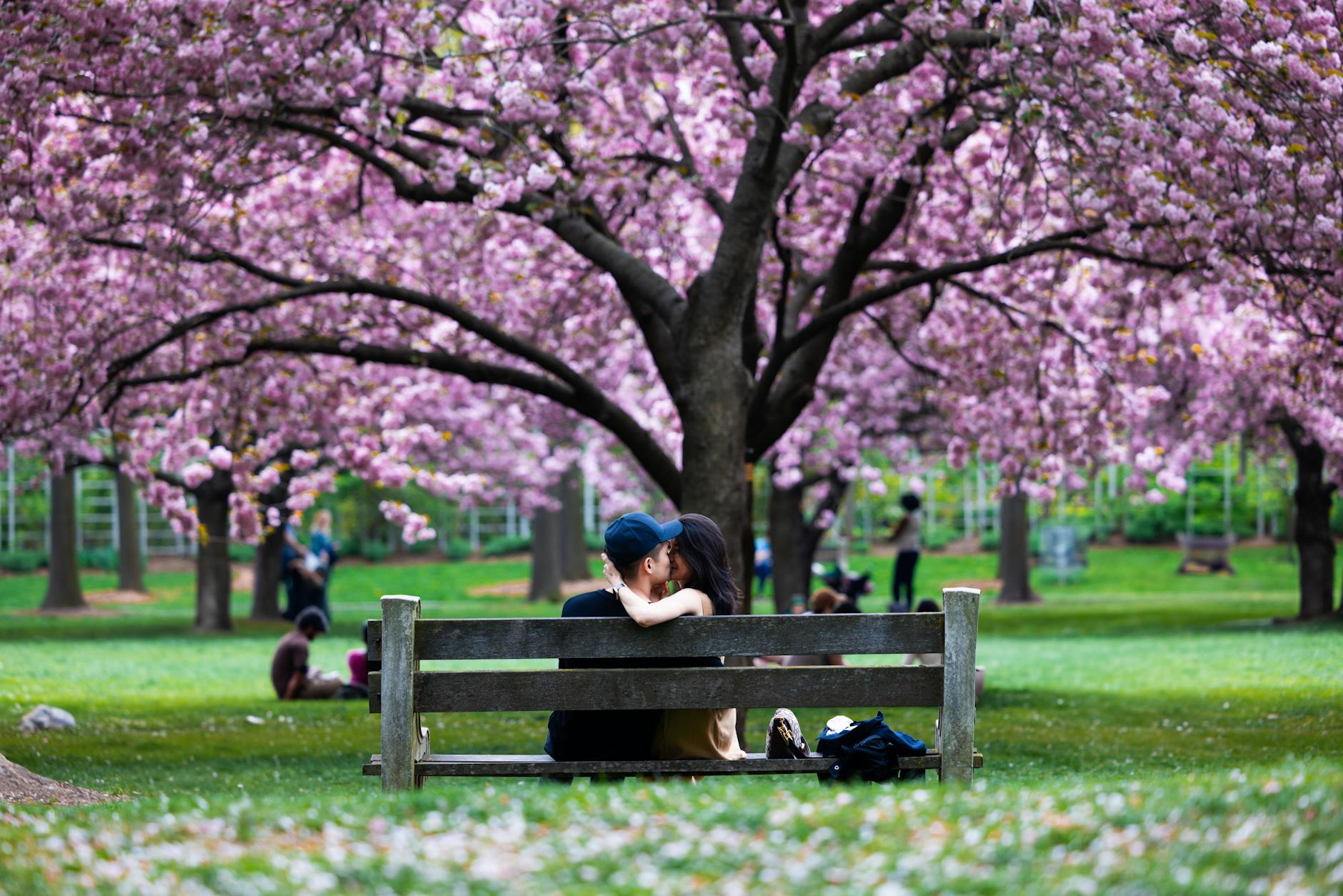 A couple shares a romantic moment on a bench under cherry blossoms in full bloom, capturing the essence of spring. - deepen relationship spring