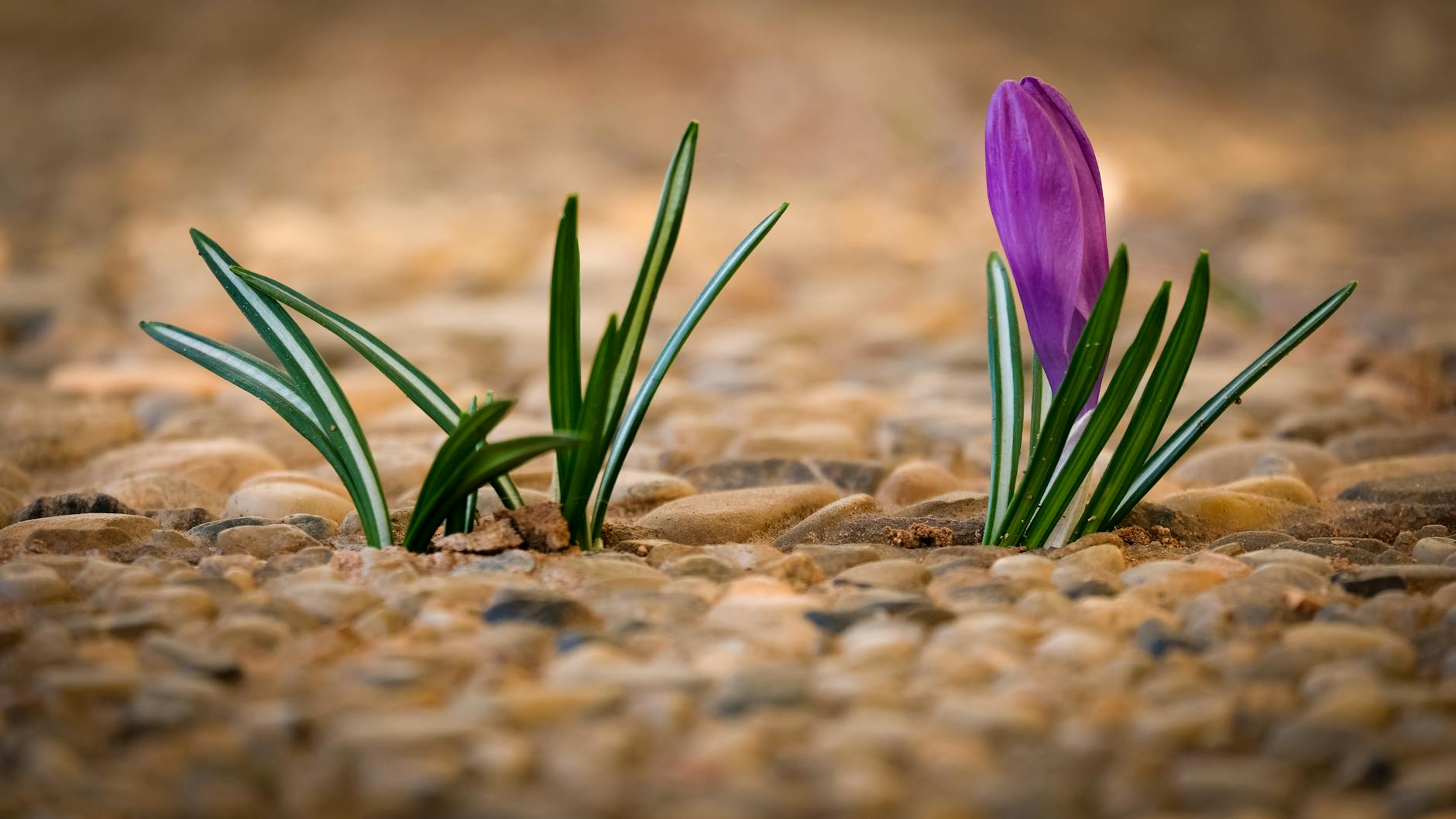 A vibrant purple crocus flower emerging from pebbles, symbolizing spring and new beginnings. - mental resilience spring