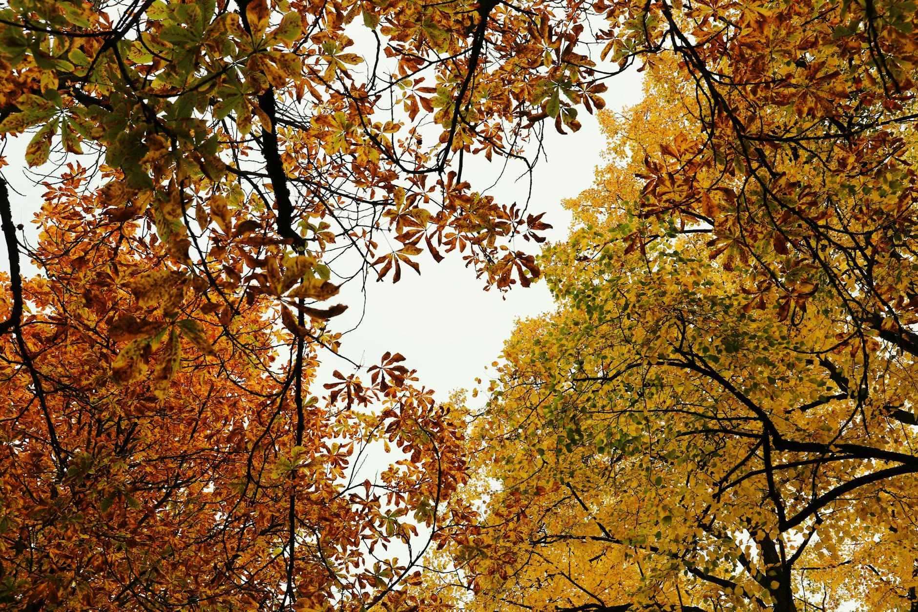 Stunning fall foliage forms a colorful canopy with vibrant hues of autumn leaves. - seasonal mood boost