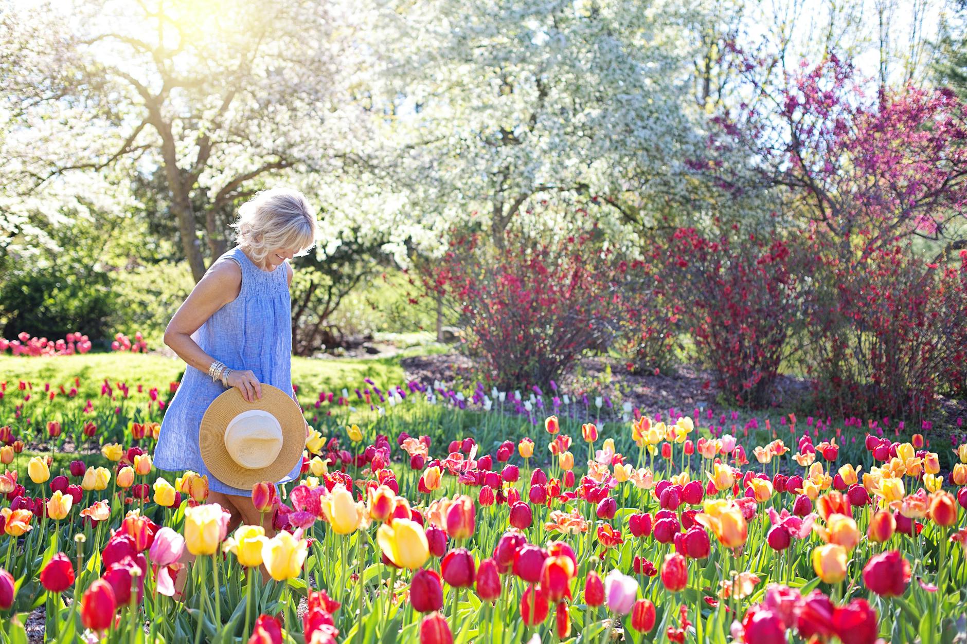 A woman in a blue dress admires colorful tulips in a sunny spring garden. - spring fever anxiety