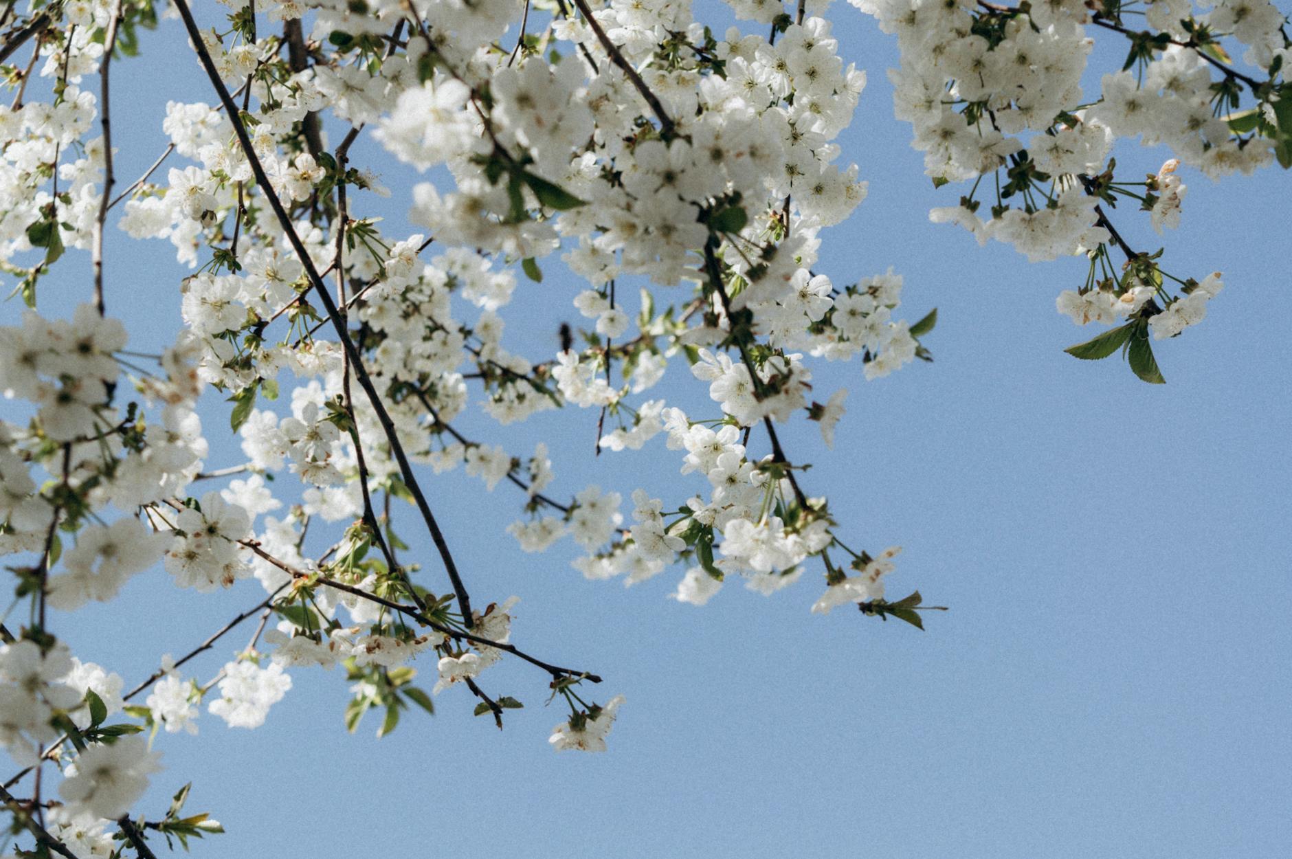 Beautiful cherry blossoms in full bloom against a clear blue sky, epitomizing spring beauty. - spring seasonal affective disorder