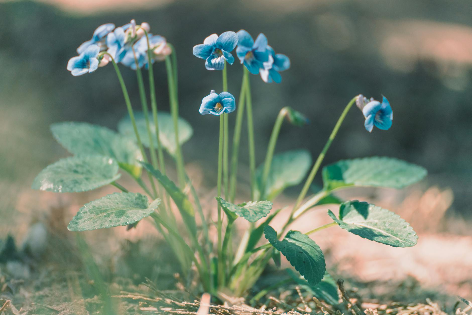 A cluster of delicate blue flowers thriving in a sunlit meadow, highlighting spring's beauty. - springtime blues therapy