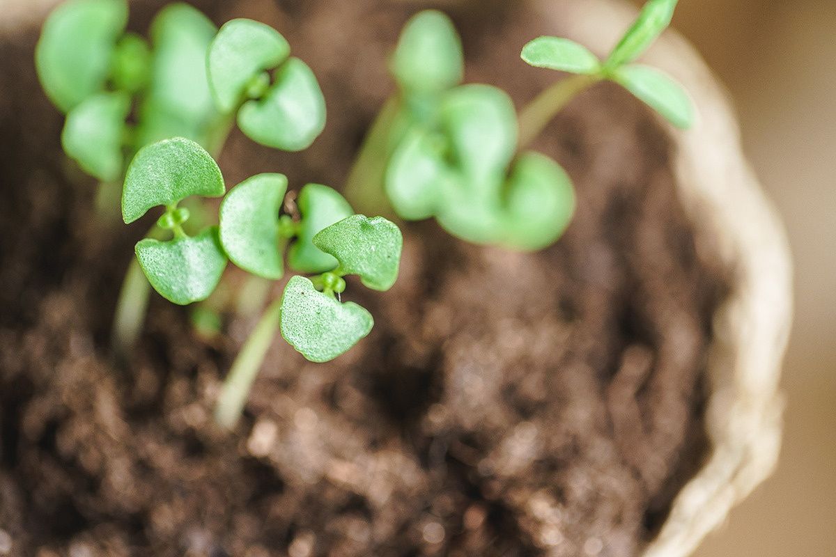 A thriving plant symbolizing the growth and benefits of individuality in a relationship