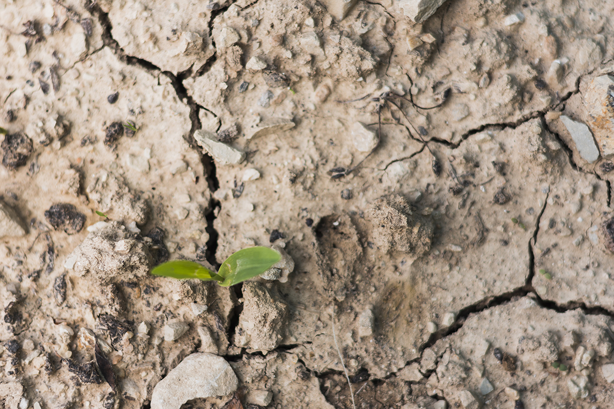 Young plant sprouting from a cracked surface, symbolizing the journey to rebuild trust and how to fix a falling apart relationship.