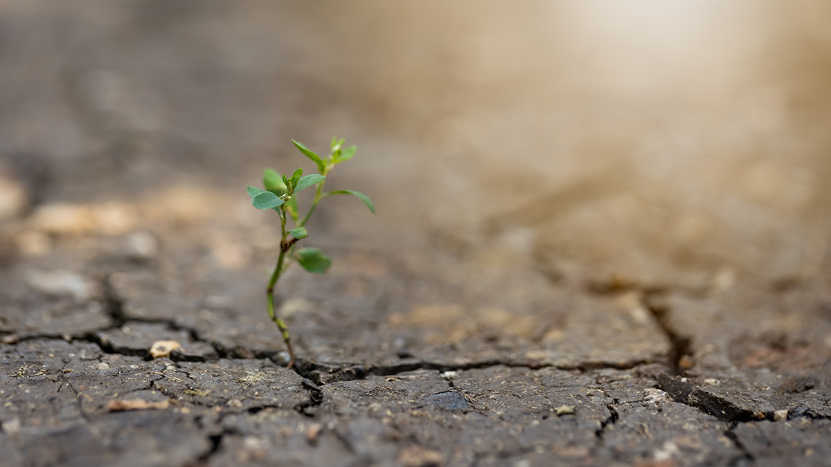 Plant growing, symbolizing growth and understanding